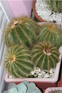6d2dd574-IMG_6527 kaktus.jpg